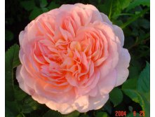 Abraham Darby   3,20 .jpg