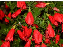 Мальвавискус вариегатный ( Malvaviscus variegatum) - пример цветения .....