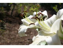  .. Lilium 'Pretty Women