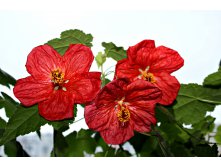 Абутилон Bella Red
