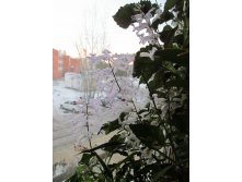 IMG 4720.JPG