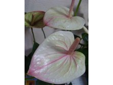 Anthurium Mozaiek Fantasy,   .