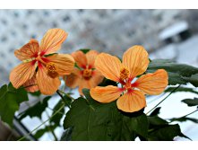 Абутилон Apricot shades