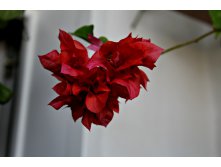 Бугенвиллея Double Red