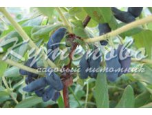 Жимолость Амфора в коробке 180р