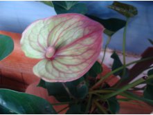 Anthurium Mozaiek Fantasy, .