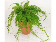   ( Adiantum caudatum)