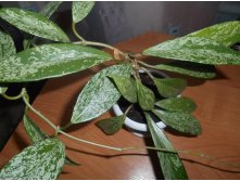 Hoya pubicalyx (splash)