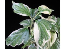 Piper sarmentosum albomarginata- пример большого растения ...