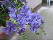 Дуранта голубая - пример цветения ...