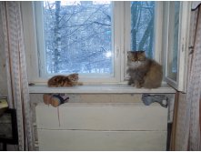 Дети и жевотные 051.jpg
