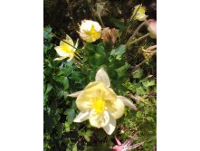 Lenovo A1000 IMG 20160613 104031.jpg