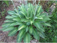   (Hosta 'Striptease')