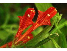 Колумнея lemoinei Red (фото инет) - у/ч 150 руб.