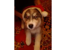 IMG 20161231 002214.jpg