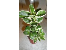    ( Kalanchoe fedtschenko) -