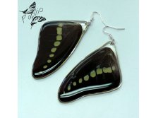  Graphium codrus, 300