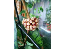 Hoya sp.Kalimantan