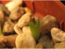 Ariocarpus agavoides