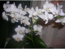 32 - Phal.(Pinlong Cheris x Cassandra Alba)  