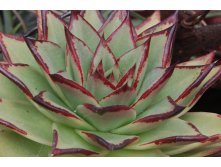  Echeveria agavoides 'Ebony'- 220 .