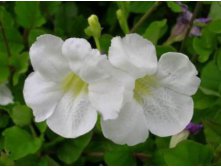Азистазия гангская  (Asystasia gangetica)- пример цветения ....