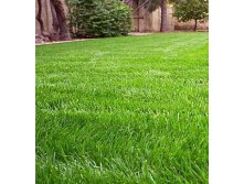 Травосмесь Спортивная Стандарт.jpg