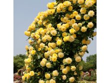 Роза плетистая Казино (V3,5л)(желтый).jpg