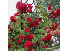 Rose rot kletterrose amadeus kordes 08.jpg