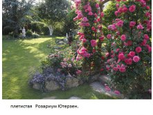 Rosarium Uetersen4.jpg