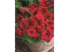   (Petunia grandiflora) "Storm F1" (red)