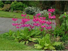 PRIMULA-Pulverulenta.jpg