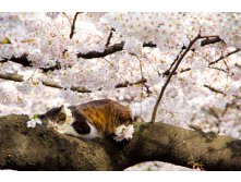 Cat-Enjoying-Cherry-Blossoms-5.jpg