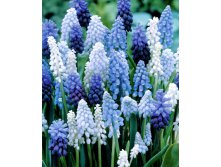 MUSCARI MAGIC MIX (50   )