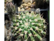 Echinopsis calliantholilacina, 