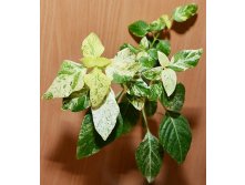 Белопероне гуттата вариегата-beloperone guttata variegata- пример взрослого растения ...