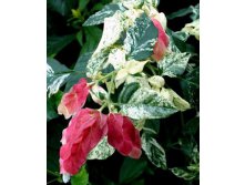 Белопероне гуттата вариегата-beloperone guttata variegata- пример цветения ....