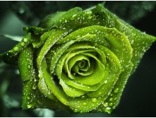 189936  green-rose-for-greenblanket p.jpg