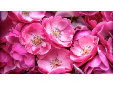 Nature Flowers Wild roses 035345 .jpg