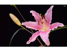 Lily-flower-3.jpg