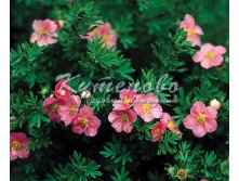 Лапчатка кустарниковая "Pink Beauty" С 2.4 200р