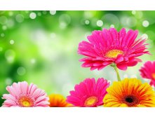 Colorful-flowers-wallpapers-17.jpg