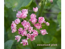  Swanland Pink