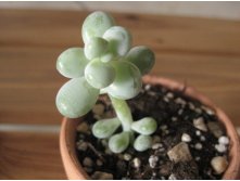 Pachyphytum oviferum  