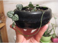 Ceropegia woodii