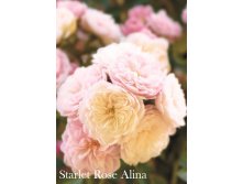 Starlet Rose Alina()