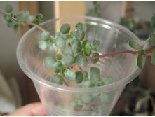   Pilea glauca Aquamarine