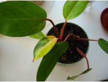 Philodendron erubescens 'Medisa'