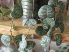 Ceropegia woodii