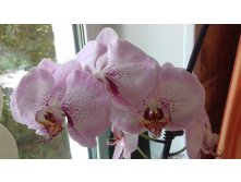 20170629 155237.jpg